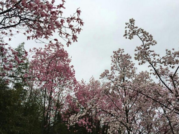药王谷